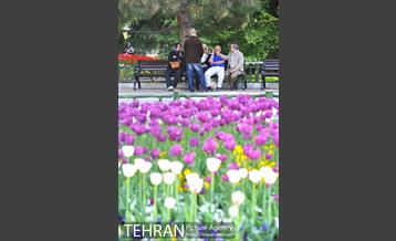 رویش گل های لاله در بوستان ملت 24