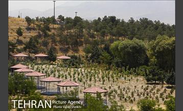 بوستان جنگلی یاس فاطمی 6