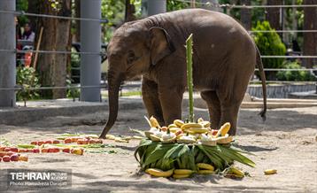 «مایسا» یکساله شد 25