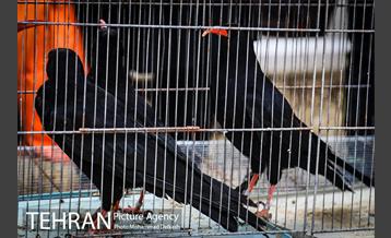 آزادسازی پرندگان و جمع آوری زباله در پارک جنگلی خجیر 4