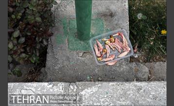 روز طبیعت در بوستان نهج البلاغه 23