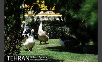 عمارت کوشک فخرالدوله 10