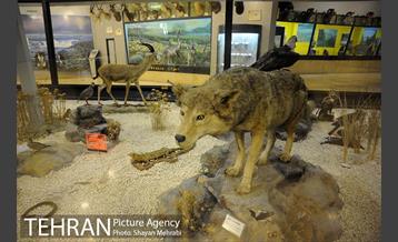 موزه حیات وحش پردیسان 30
