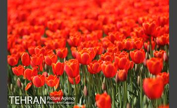 باغ گل لاله های ایرانی در بوستان آبشار تهران‎ 26