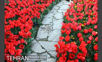 جشنواره لاله‌ها در بوستان زندگی محله هرندی 28