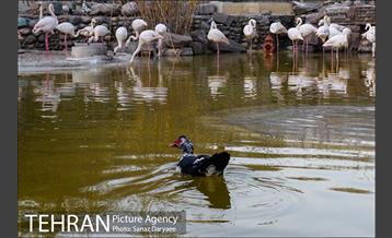 باغ پرندگان 22