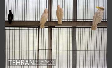 باغ پرندگان 15