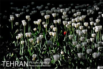 رویش گل های لاله در باغ ایرانی 18