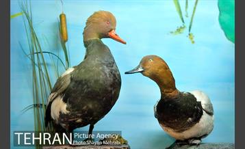 موزه حیات وحش هفت چنار 29