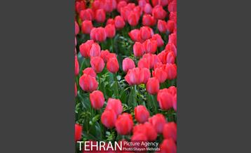 روش گل های لاله در باغ ایرانی 17