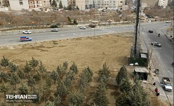 جابجایی اصولی 106 اصله درخت در منطقه 5 شهرداری 2