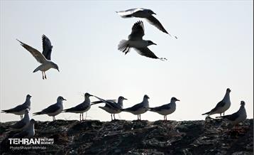 کوچ پرندگان مهاجر به دریاچه شهدای خلیج‌فارس 10