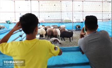 مرکز عرضه دام بهداشتی به مناسبت عید قربان 51