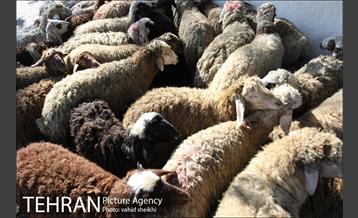 بازار فروش دام در محله طرشت به مناسبت عید قربان 3