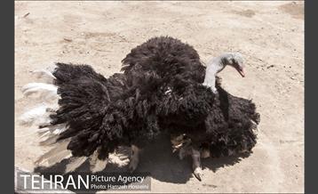 باغ پرندگان تهران 42