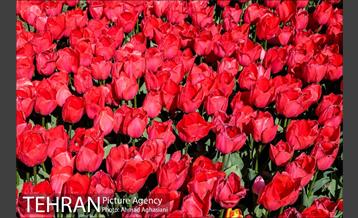 نوروز در باغ موطه هنر ایرانی 3