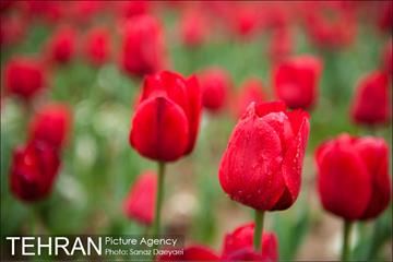 جشنواره لاله‌ها در بوستان زندگی محله هرندی 3