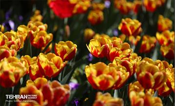 باغ ایرانی میزبان لاله‌ها 50