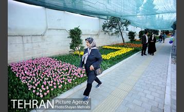 پیاده راه لاله مادران 17