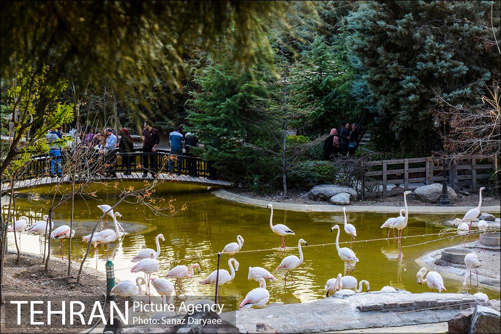 باغ پرندگان 17