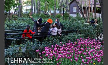 رویش گل های لاله در باغ ایرانی 54