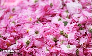 نوزدهمین جشنواره گل و گلاب تهران  13