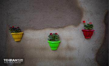 باغ گلاریس 31