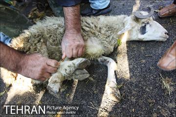بازار فروش دام در محله طرشت به مناسبت عید قربان 4