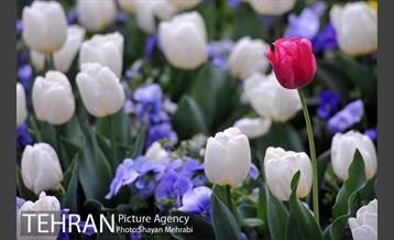 باغ ایرانی (بوستان مهندس مختاری) 8