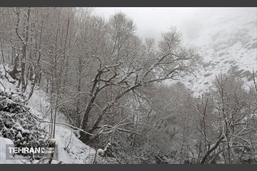 بارش برف زمستانی در تهران 20