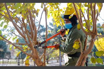 هرس درختان در منطقه 16