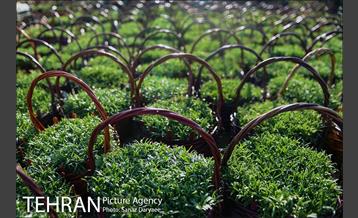 بازار گل شهید محلاتی در آستانه نوروز 3