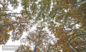 طبیعت پاییزی مجموعه فرهنگی تاریخی سعدآباد  42