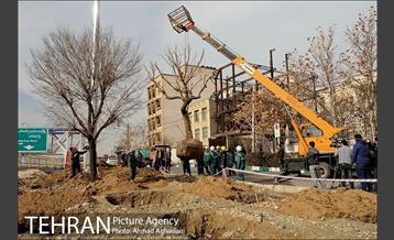 تلاش ویژه شهرداری برای نجات زندگی حدود یکصد درخت اتوبان نیایش 14