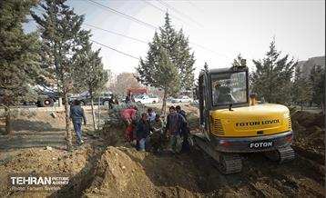 جابجایی اصولی 106 اصله درخت در منطقه 5 شهرداری 9