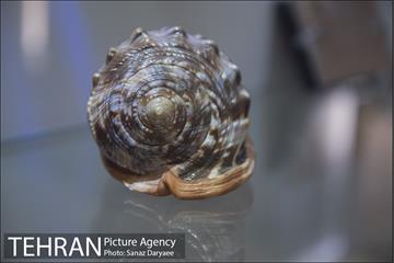 موزه طبیعت و حیات وحش ایران دارآباد‎ 11