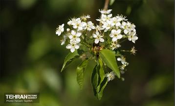 دومین جشنواره شکوفه‌های گیلاس 31