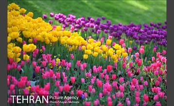 رویش گل های لاله در بوستان ملت 43