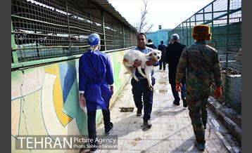 رهاسازی 150 قلاده سگ بدون صاحب  6