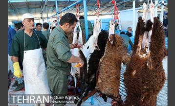 مراکز عرضه بهداشتی دام زنده 27