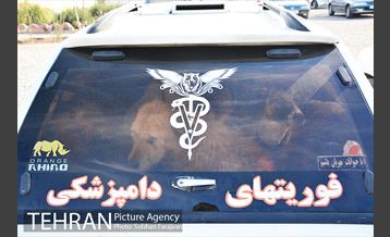 رهاسازی 150 قلاده سگ بدون صاحب  17