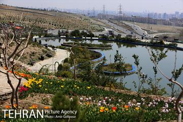 باغ گل لاله های ایرانی در بوستان آبشار تهران‎ 16