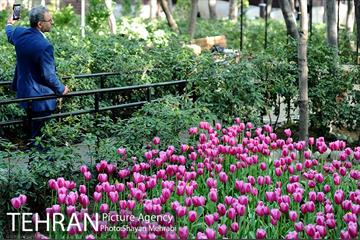 رویش گل های لاله در باغ ایرانی 7