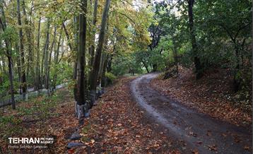 طبیعت پاییزی مجموعه فرهنگی تاریخی سعدآباد  30