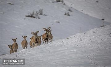 حیات وحش تهران  9