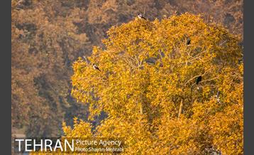 پاییز پارک شهر 8