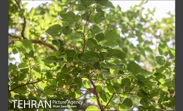 سومین دوره جشنواره توت کن 22