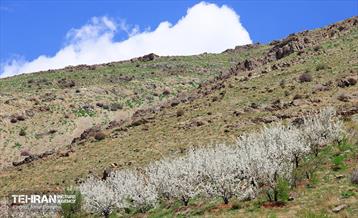 طبیعت بهاری روستای سنگان 27