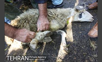 بازار فروش دام در محله طرشت به مناسبت عید قربان 4
