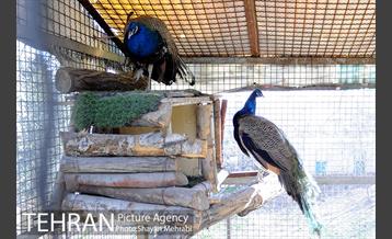 پارک پردیسان 2